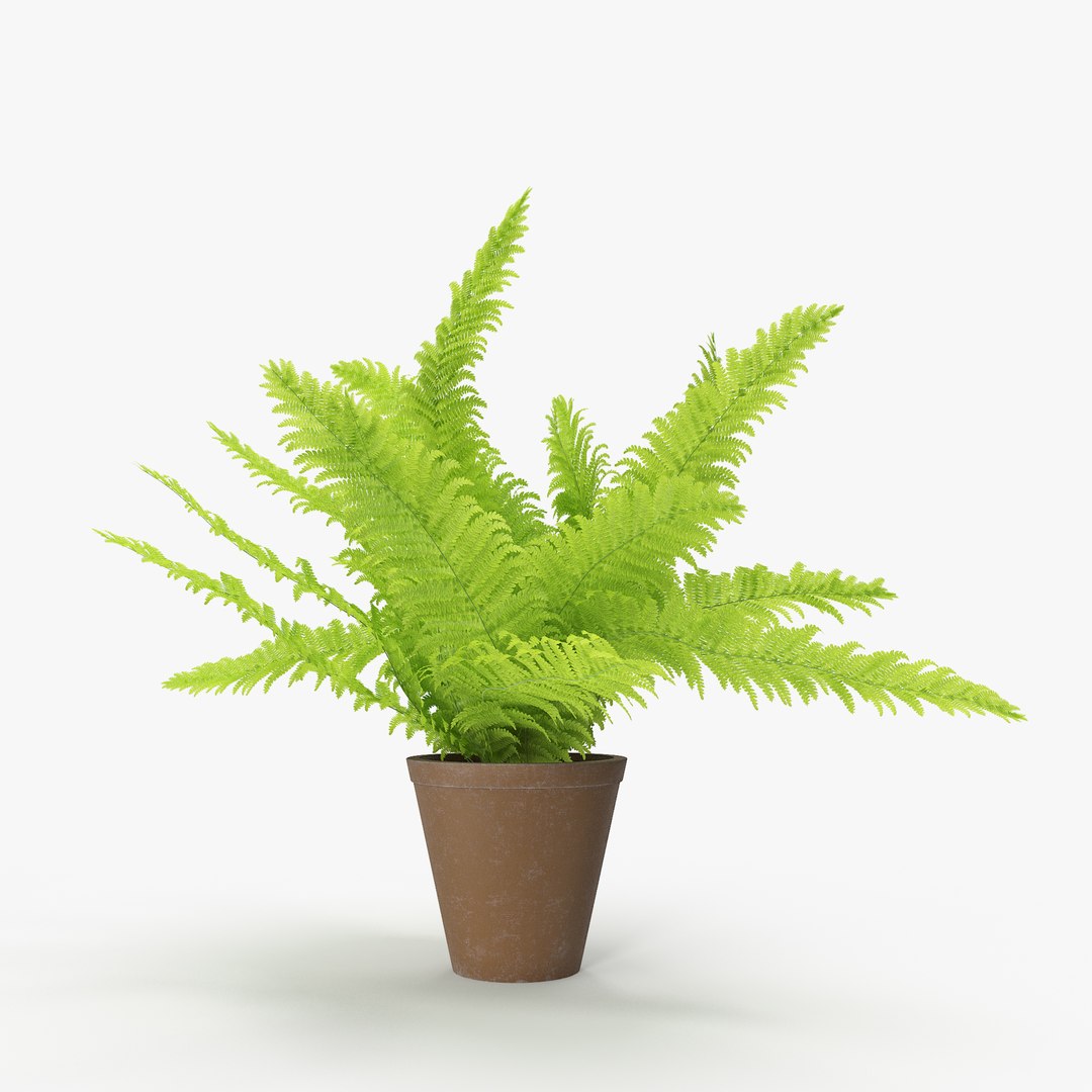 3D fern pack 02 model https://p.turbosquid.com/ts-thumb/A5/Fm7B9m/0UZGINhw/07/jpg/1555088371/1920x1080/fit_q87/666cfc233f5c3ed40138716351aacc215c66e502/07.jpg