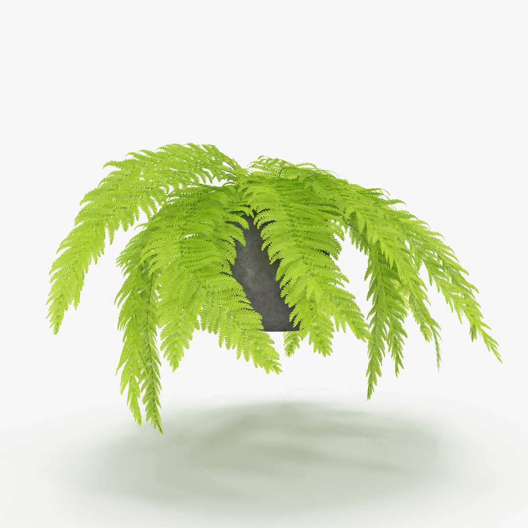 3D fern pack 02 model https://p.turbosquid.com/ts-thumb/A5/Fm7B9m/0ydvXBfj/08/jpg/1555088371/1920x1080/fit_q87/440a6e1d51f8ee2f1f784aca1579472b6cb41dbe/08.jpg