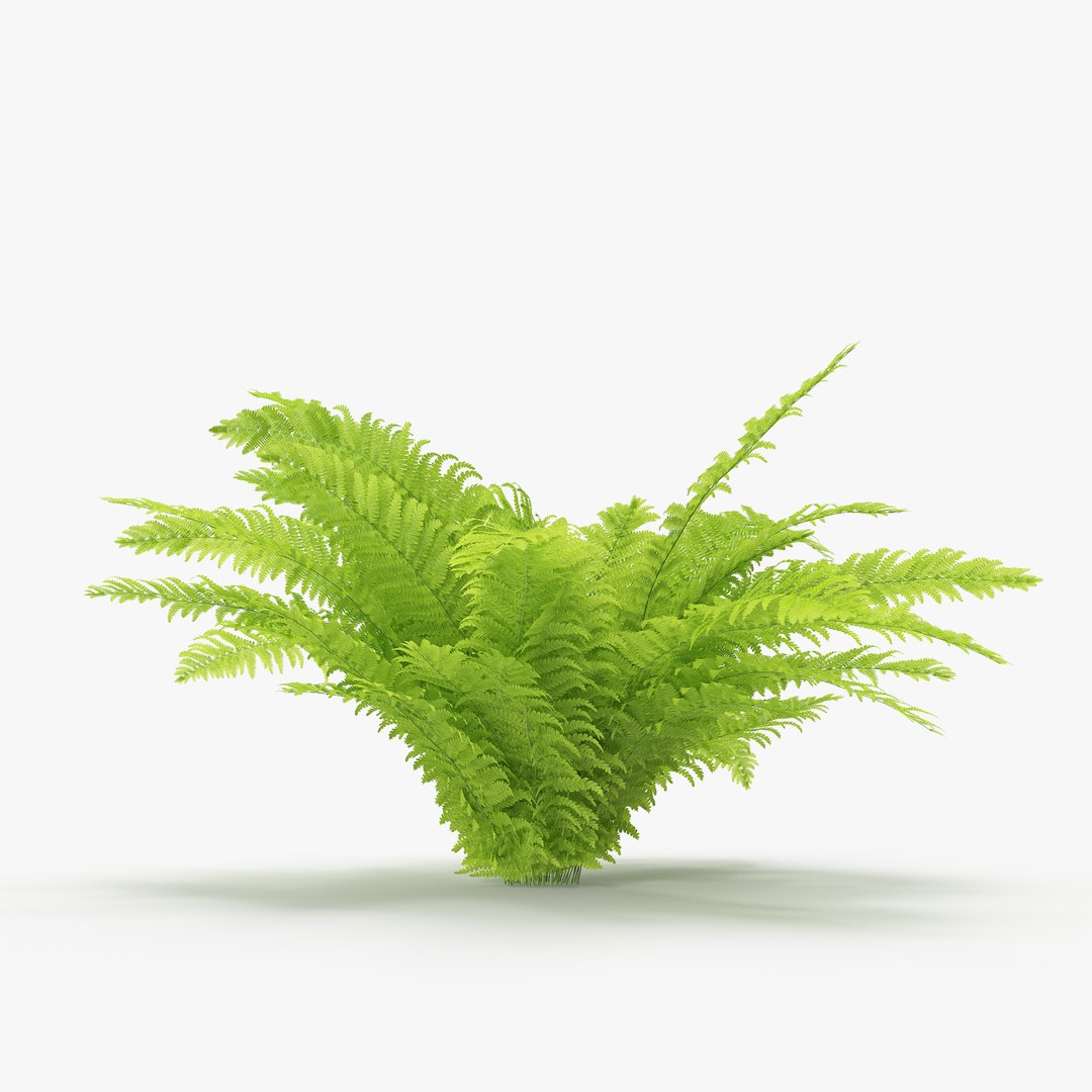 3D fern pack 02 model https://p.turbosquid.com/ts-thumb/A5/Fm7B9m/PqjSr7MW/05/jpg/1555088371/1920x1080/fit_q87/de41b016d0694a145974af4ddeefc5d9f8bffb17/05.jpg