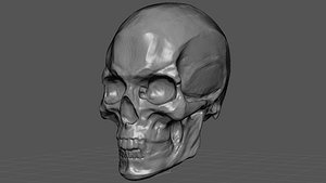 Skull For Art 3D model