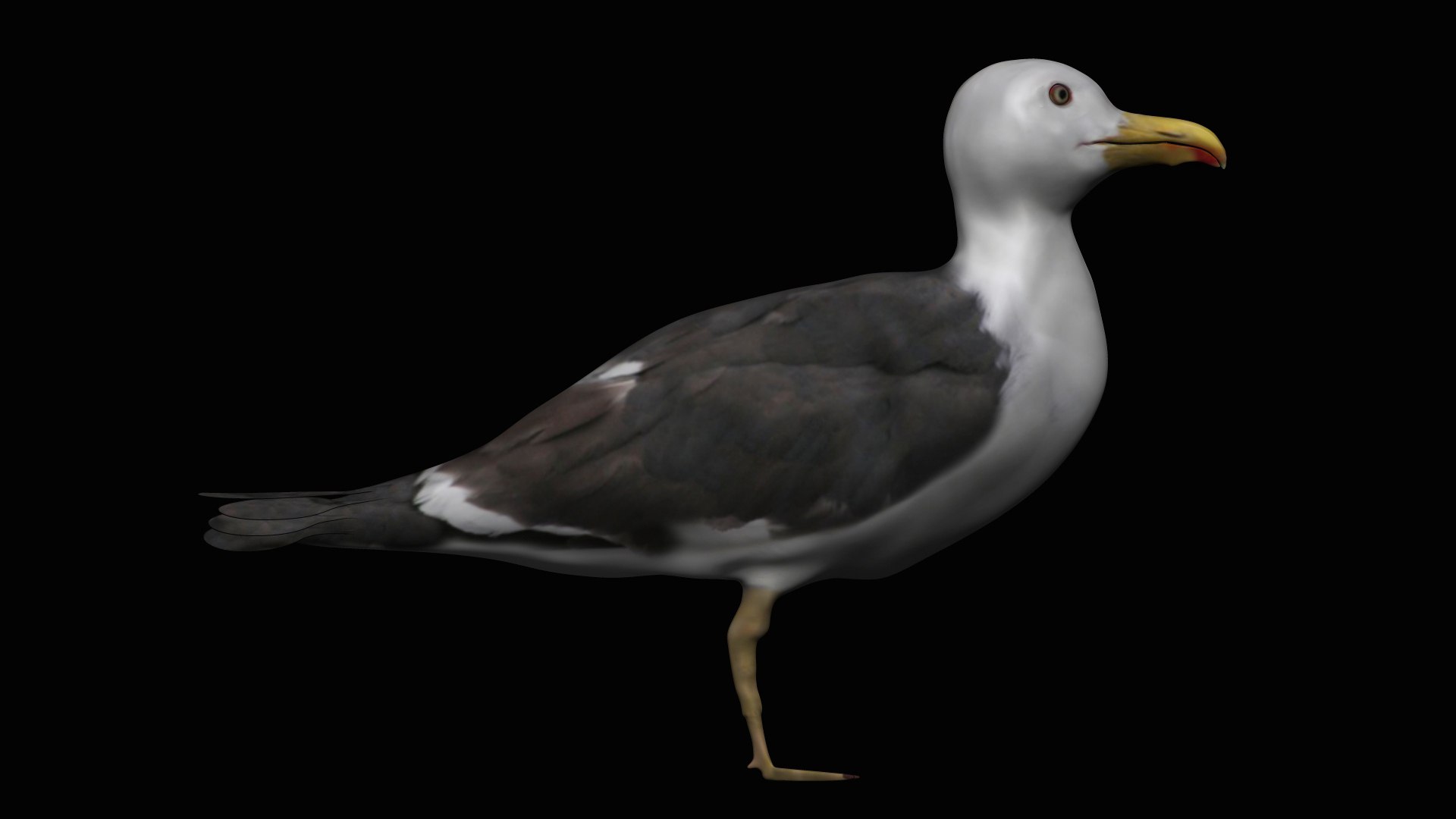 Fully Rigged Two Versions Of Seagull 3D Model - TurboSquid 1746520