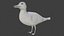 Fully rigged two versions of seagull 3D model