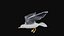 Fully rigged two versions of seagull 3D model
