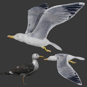 Fully rigged two versions of seagull