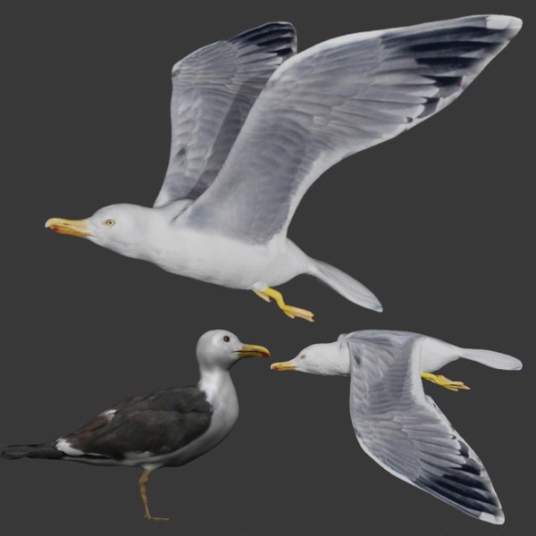 3d model seagull sea