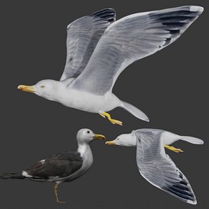 Fully rigged two versions of seagull