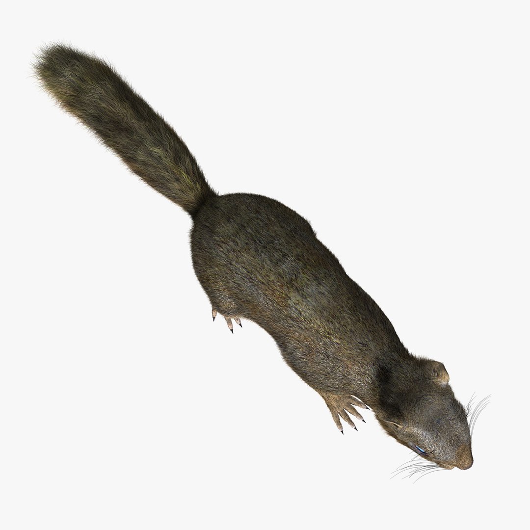 Squirrel Fur Animation 3d Model