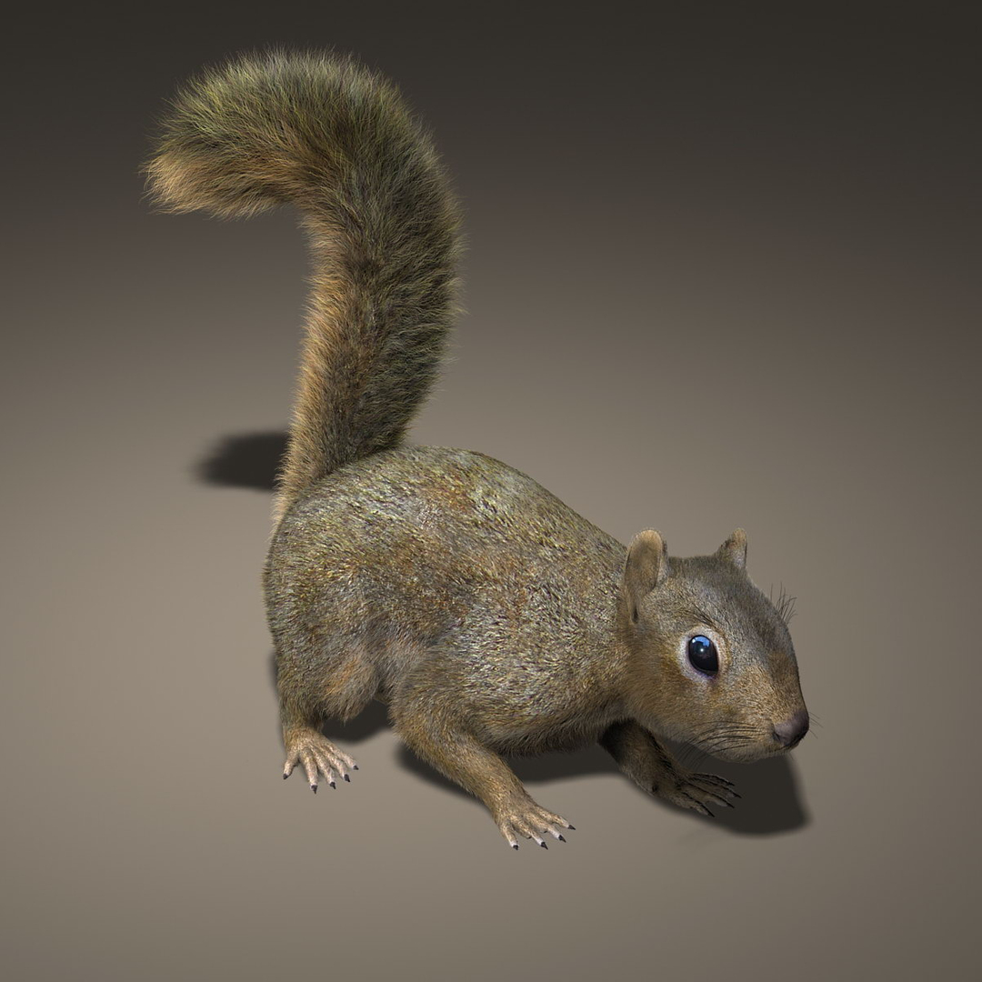 Squirrel Fur Animation 3d Model