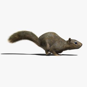 squirrel fur animation 3d model