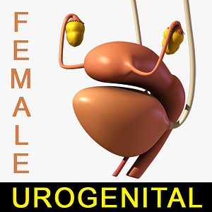 Female Urogenital system