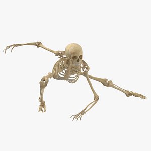 Real Human Female Skeleton Pose 104(1) 3D model