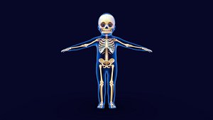 3D model Child Skeletal Anatomy with body