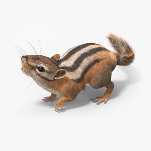 Forest Ground Squirrel Fur Rigged for Cinema 4D 3D model