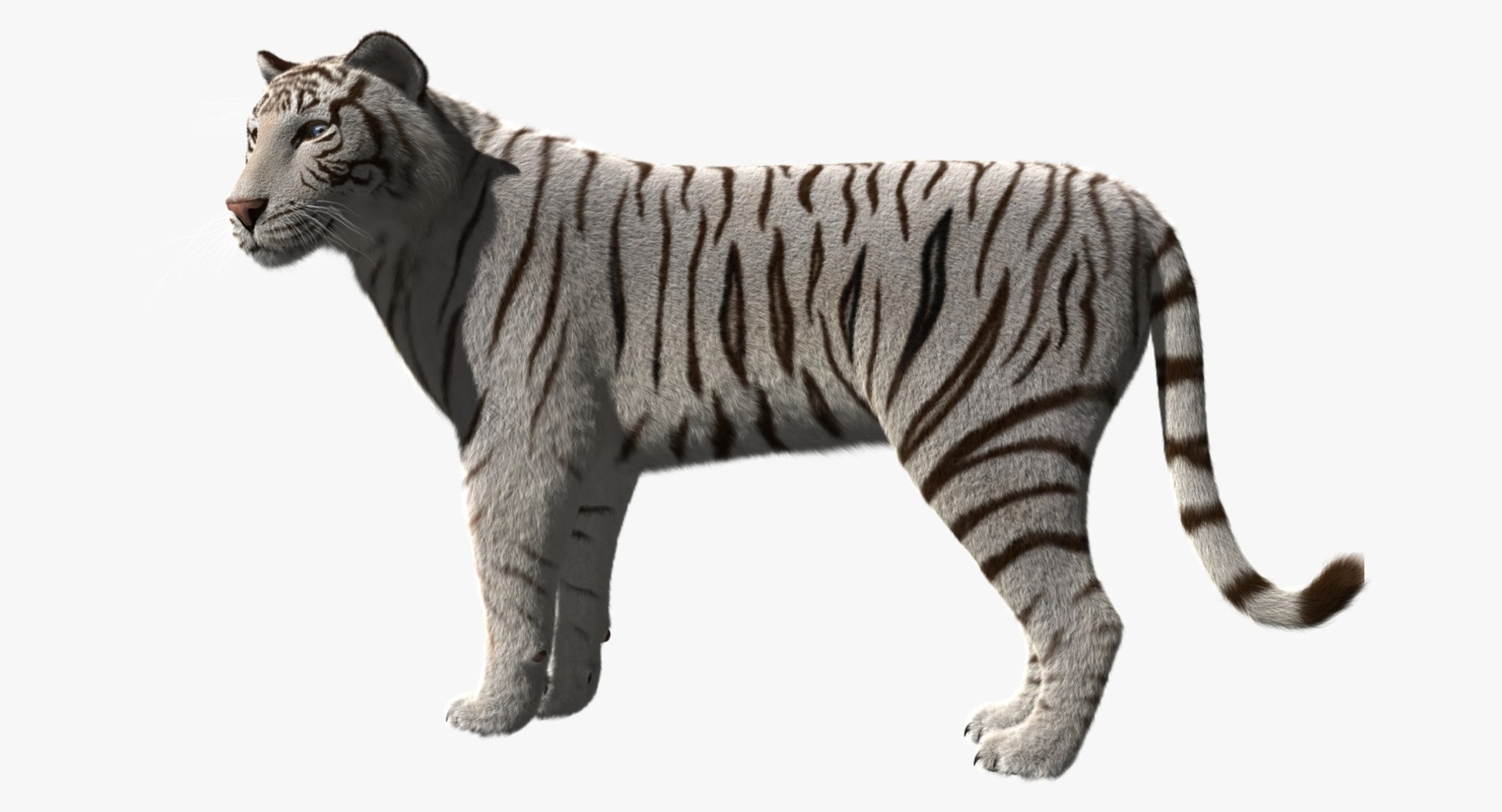 White Tiger 3d Obj