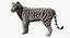 Stylized White Tiger