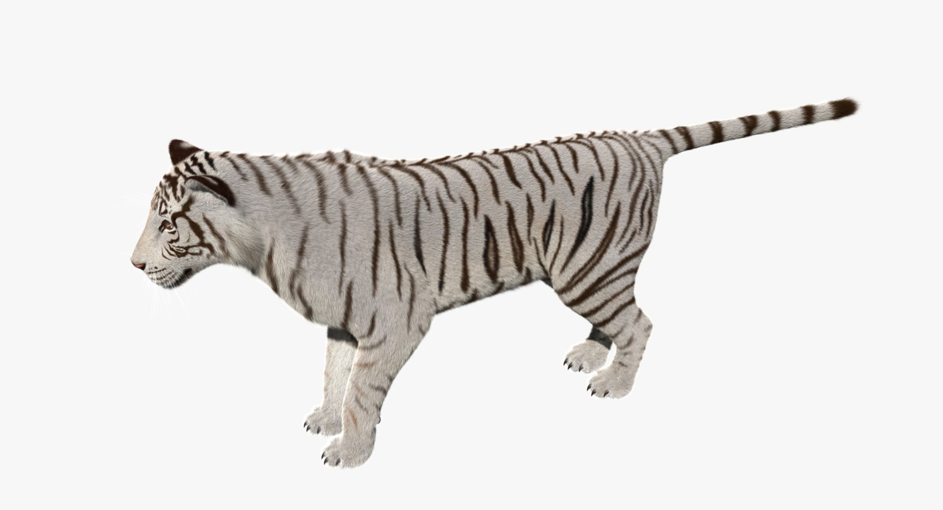 white tiger 3d obj https://p.turbosquid.com/ts-thumb/A6/5p8hx0/5rCMvOel/r00/jpg/1478438857/1920x1080/fit_q87/a7406ada6f50051862031f3c4e6725e41ae2a4a3/r00.jpg