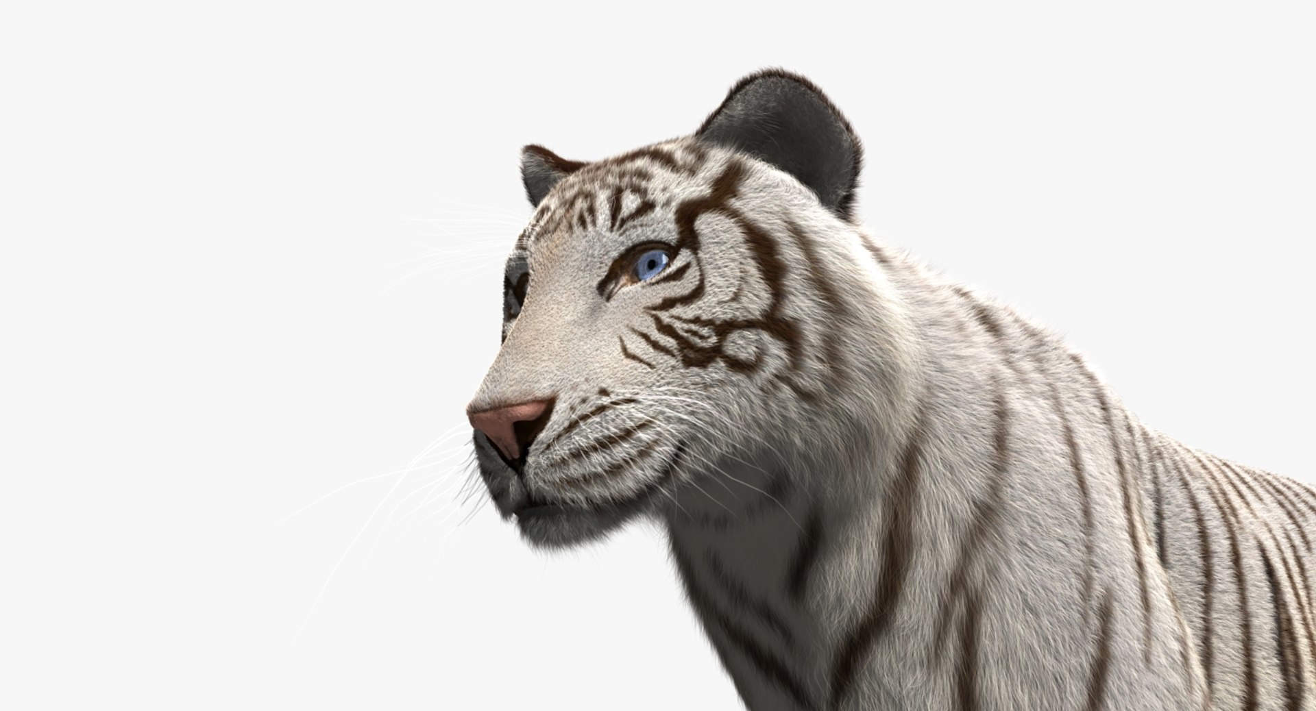 white tiger 3d obj https://p.turbosquid.com/ts-thumb/A6/5p8hx0/F5uBePAh/rp06/jpg/1478438878/1920x1080/fit_q87/6f21451b505af97d6636d5e2a3492229dca833fb/rp06.jpg