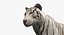 Stylized White Tiger