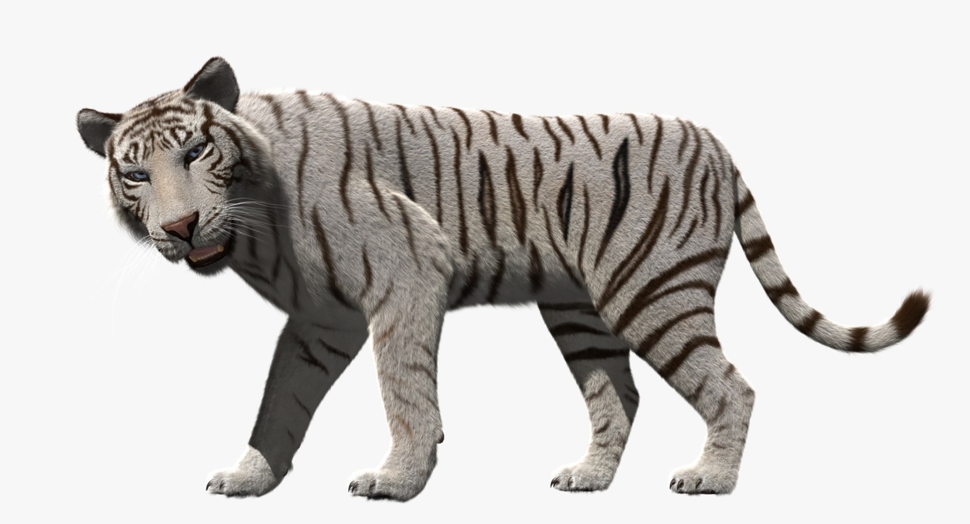 white tiger 3d obj https://p.turbosquid.com/ts-thumb/A6/5p8hx0/QAcBN6Hi/rp09/jpg/1478438878/1920x1080/fit_q87/d939e0acac6229cd6800723f08b034da6bcc914b/rp09.jpg