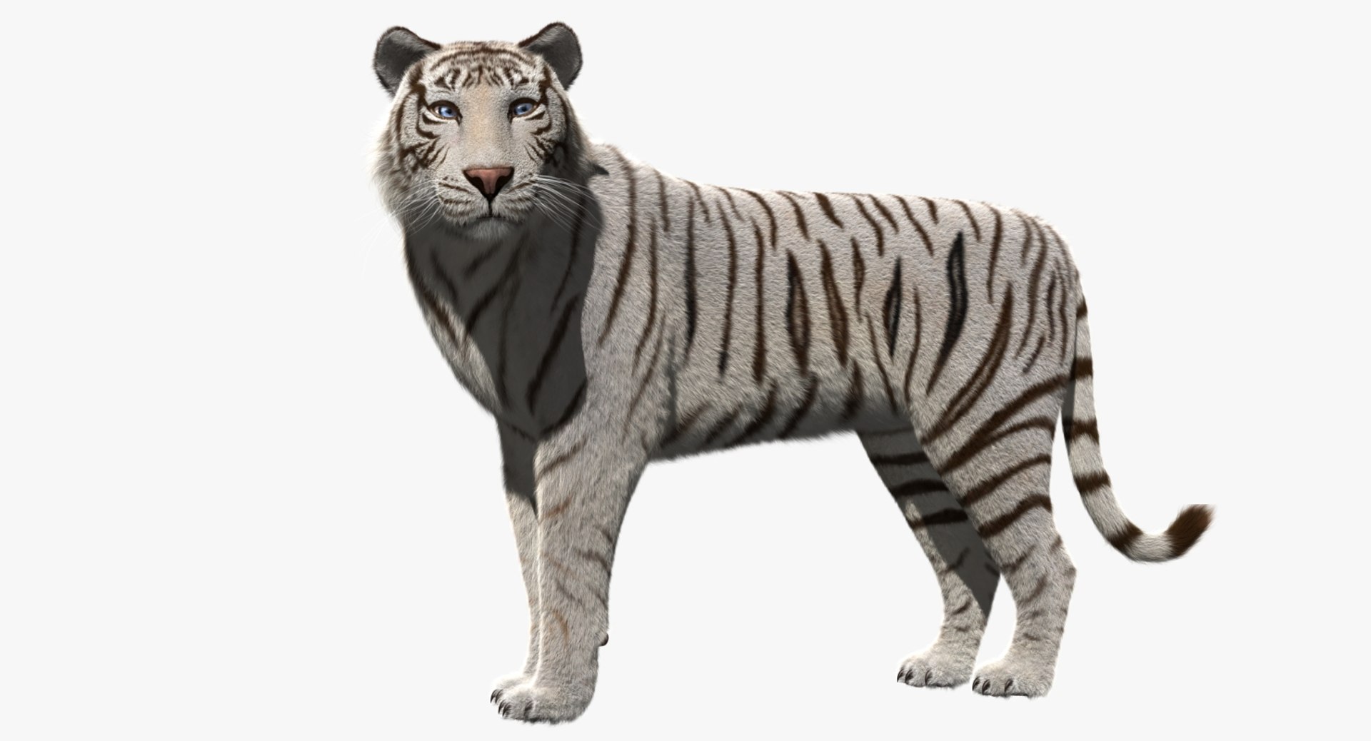 white tiger 3d obj https://p.turbosquid.com/ts-thumb/A6/5p8hx0/W6F164q6/rp01/jpg/1478438878/1920x1080/fit_q87/d073005e8e43c5597942df7970d1ae75cee4f9a2/rp01.jpg
