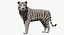 Stylized White Tiger