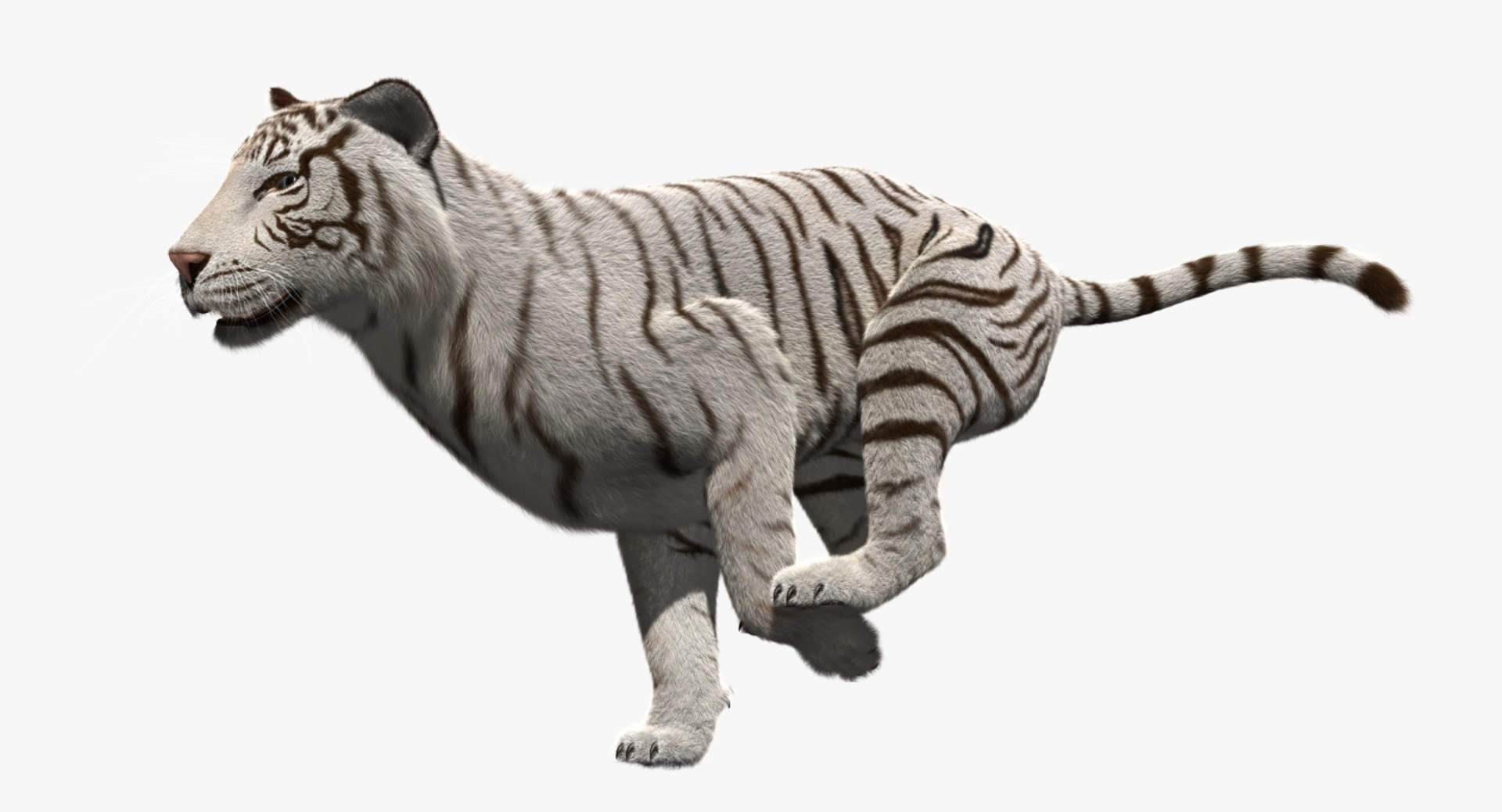 white tiger 3d obj https://p.turbosquid.com/ts-thumb/A6/5p8hx0/ilvkTqoz/rp03/jpg/1478438878/1920x1080/fit_q87/7cc0ffef364898ad4aaa13c10601c5759e800b4e/rp03.jpg