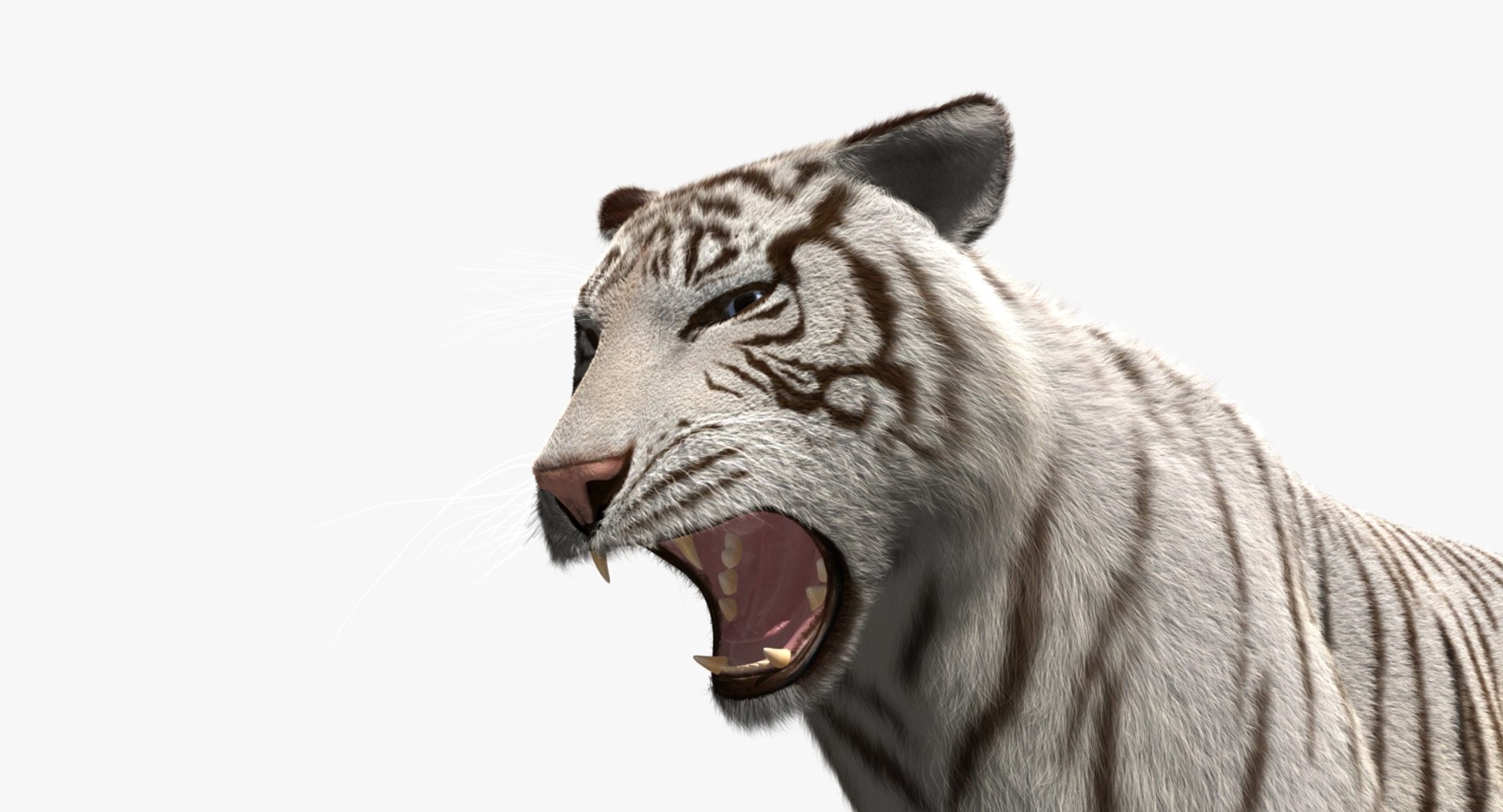 white tiger 3d obj https://p.turbosquid.com/ts-thumb/A6/5p8hx0/mwTdcTou/rp05/jpg/1478438878/1920x1080/fit_q87/945d9a1cc964e993addbbe2f62713fae0c28c179/rp05.jpg