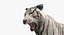 Stylized White Tiger