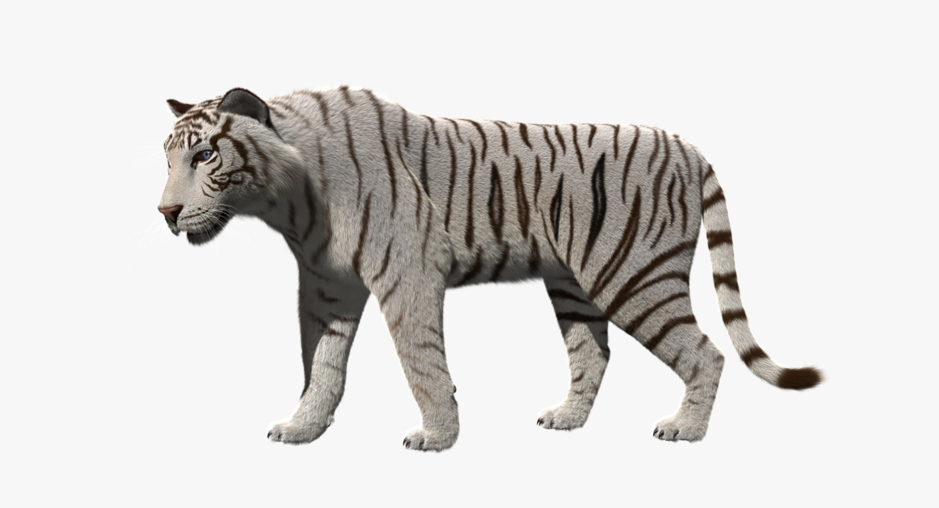 white tiger 3d obj https://p.turbosquid.com/ts-thumb/A6/5p8hx0/w7mlvY4S/white_tiger_pose_rot/jpg/1478487439/1920x1080/turn_fit_q99/5a184f4189d1d01ca644984e8aefd4139befea99/white_tiger_pose_rot-1.jpg