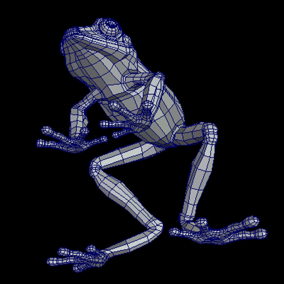 Frog 3d Model