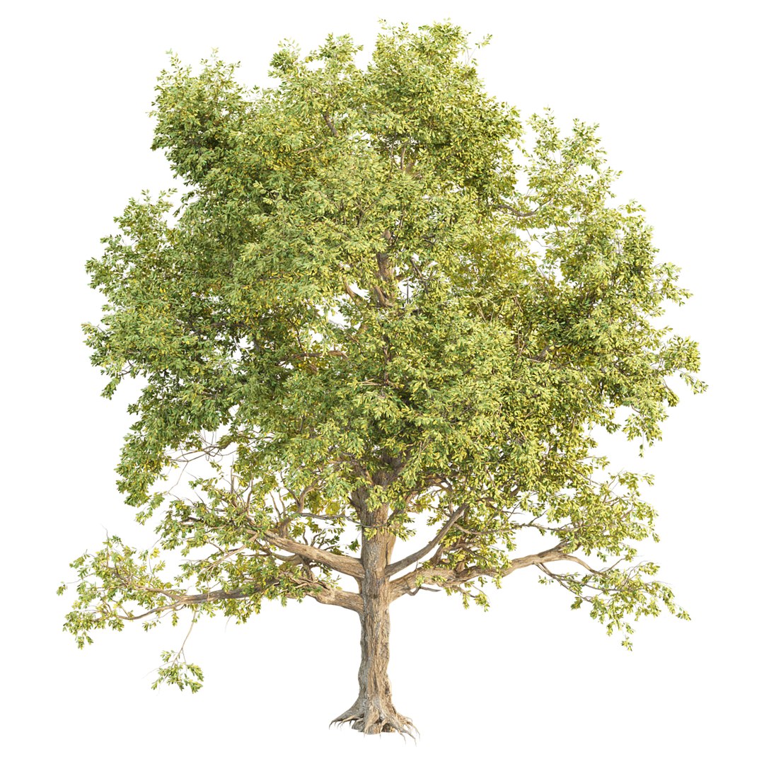Seasonal Tree 560 3D model https://p.turbosquid.com/ts-thumb/A6/WpT3oF/0O/3/jpg/1791196293/1920x1080/fit_q87/91bb8e7606f48614bf1b5abb25216804690fef34/3.jpg