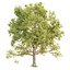 Seasonal Tree 560