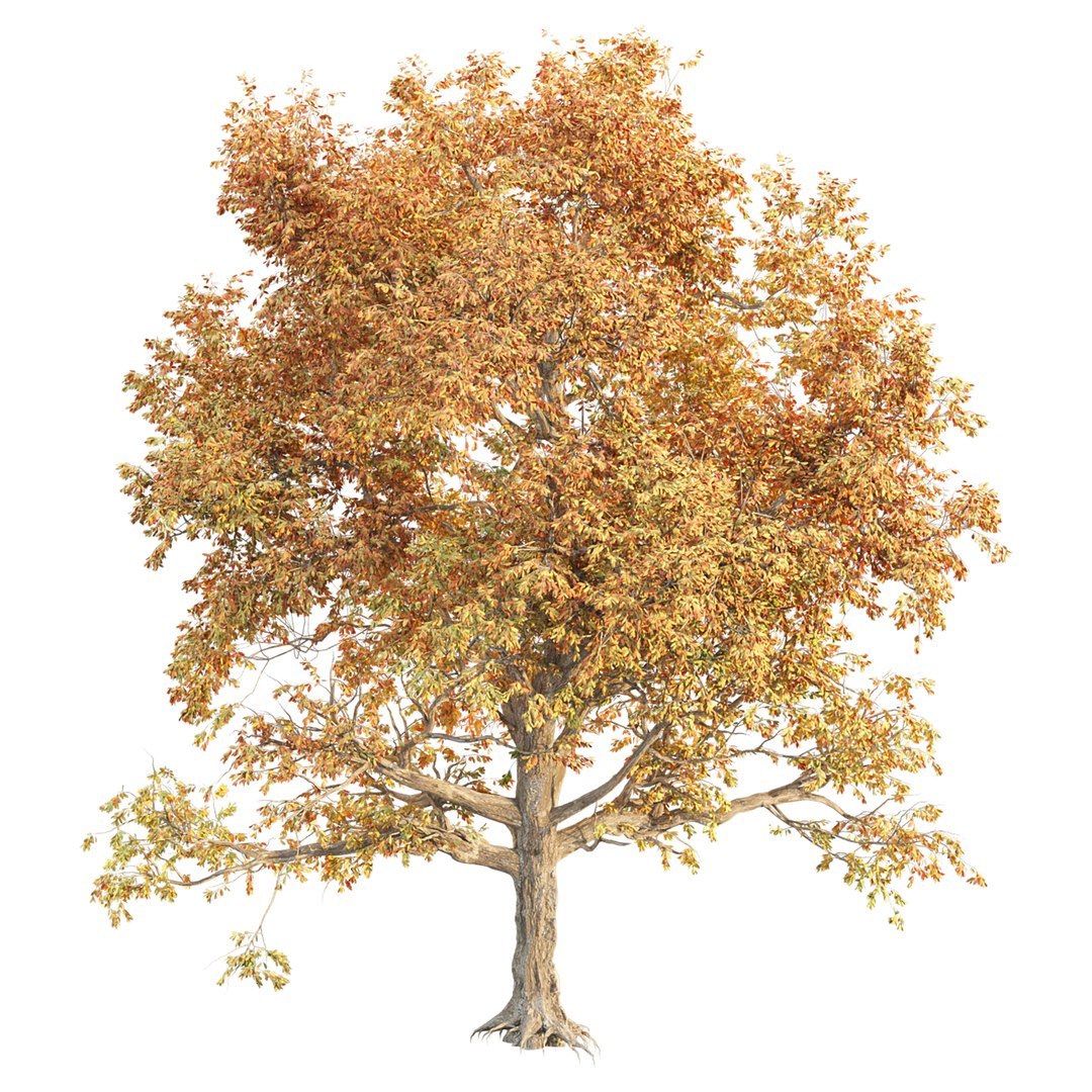 Seasonal Tree 560 3D model https://p.turbosquid.com/ts-thumb/A6/WpT3oF/JX/2/jpg/1791196293/1920x1080/fit_q87/25e9b15c7845d5cae3952571acf414e401f407b7/2.jpg