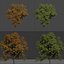 Seasonal Tree 560