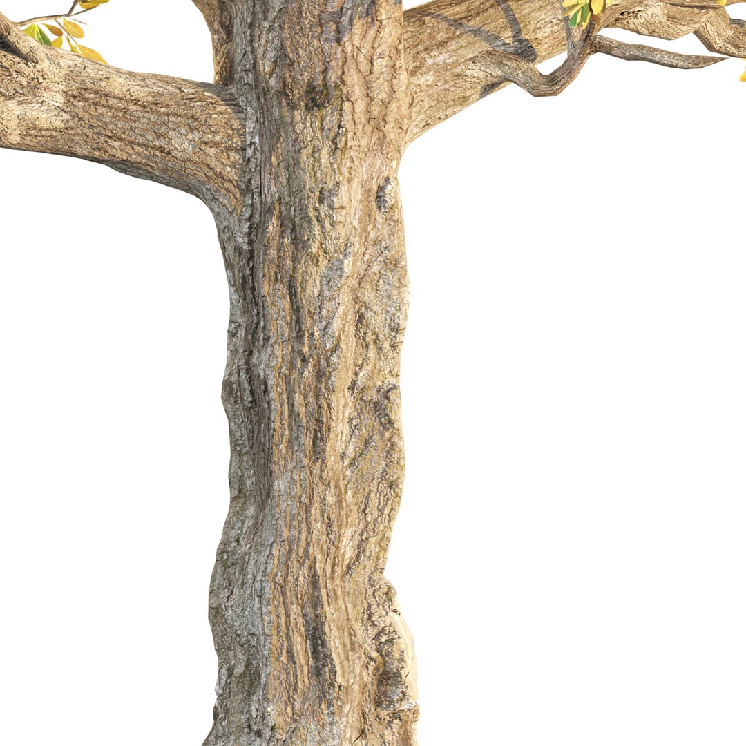 Seasonal Tree 560 3D model https://p.turbosquid.com/ts-thumb/A6/WpT3oF/fz/4/jpg/1791196294/1920x1080/fit_q87/c7d5ebdc638af936aa2a00539b30d7c224ea5de2/4.jpg