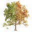 Seasonal Tree 560