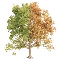 Seasonal Tree 560