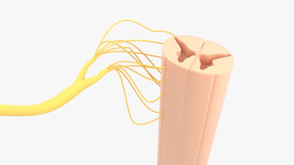 3D nerve anatomy model - TurboSquid 1430996