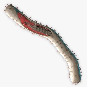 3d model ebola virus structure