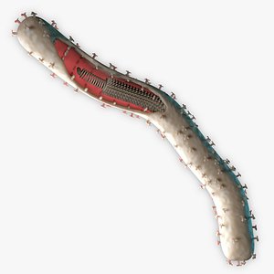 Ebola Virus Structure