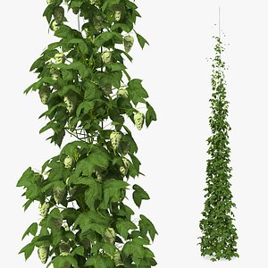 green growing hops plant 3D model