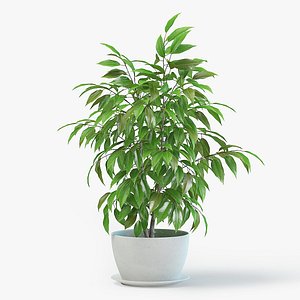 Ficus Plant