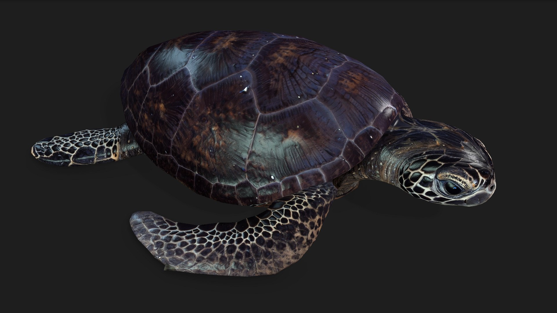 Turtle-A2 3D https://p.turbosquid.com/ts-thumb/A7/MbQxBf/G0/preview4/jpg/1755318286/1920x1080/fit_q87/249f454e89d8ef9d643bfc152ac95eb9fcc39d7b/preview4.jpg