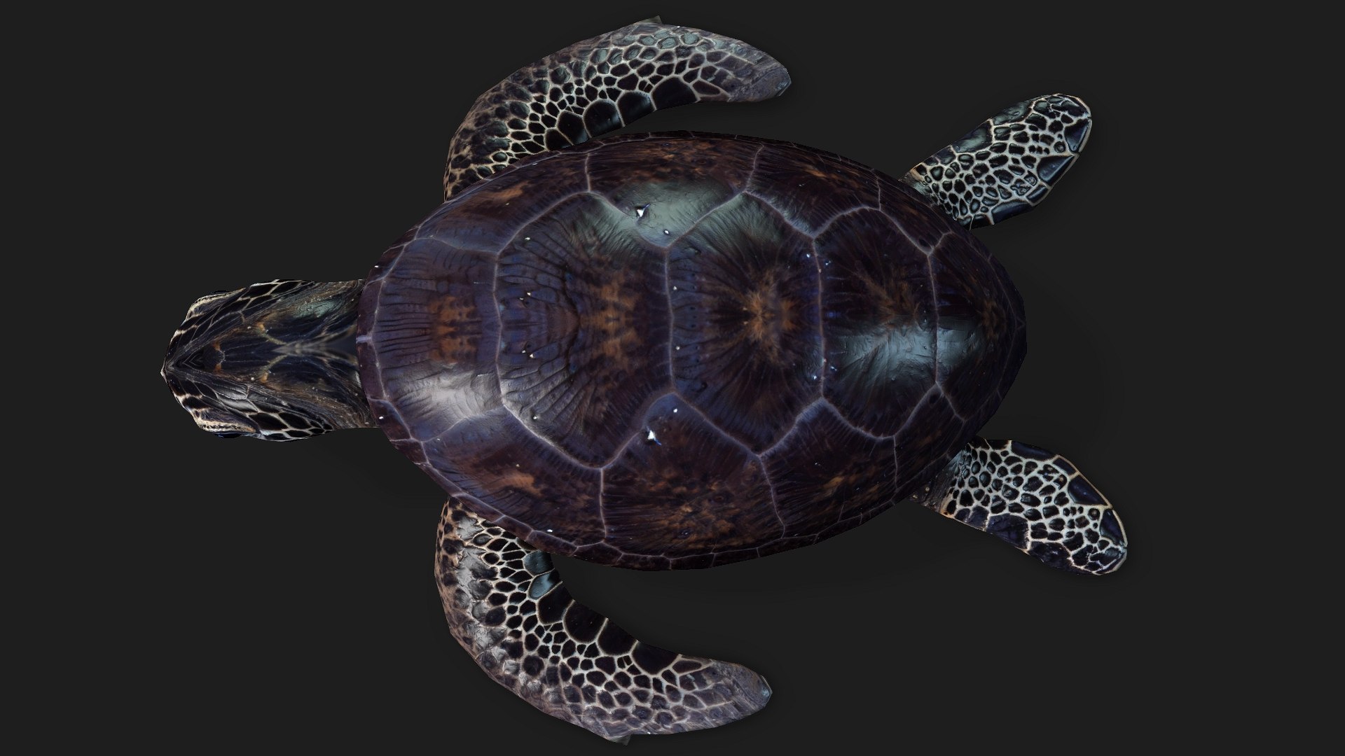 Turtle-A2 3D https://p.turbosquid.com/ts-thumb/A7/MbQxBf/Hq/preview6/jpg/1755318287/1920x1080/fit_q87/2b0ce1dc94db42fdf1fc80b9064f3d8c0fc851d6/preview6.jpg