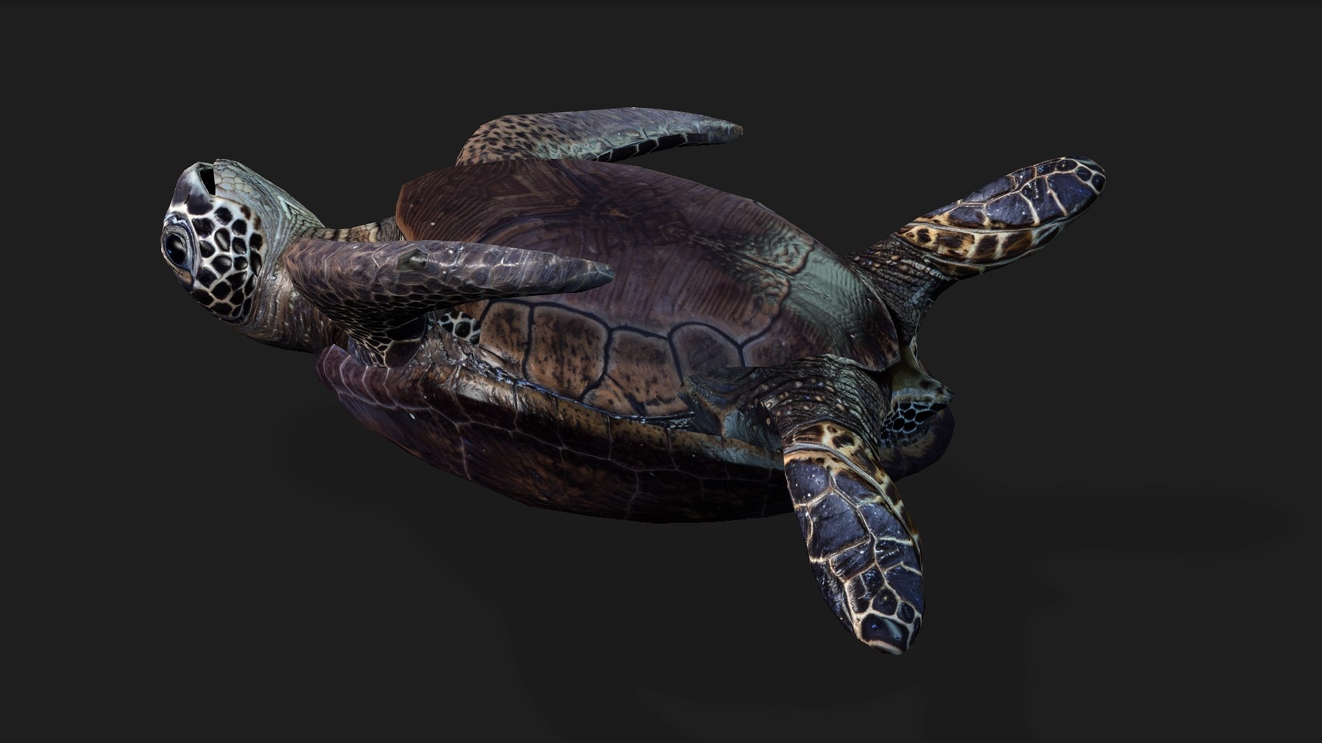 Turtle-A2 3D https://p.turbosquid.com/ts-thumb/A7/MbQxBf/Ps/preview14/jpg/1755318291/1920x1080/fit_q87/41712951f11dff5500580bf7c605470188635d11/preview14.jpg