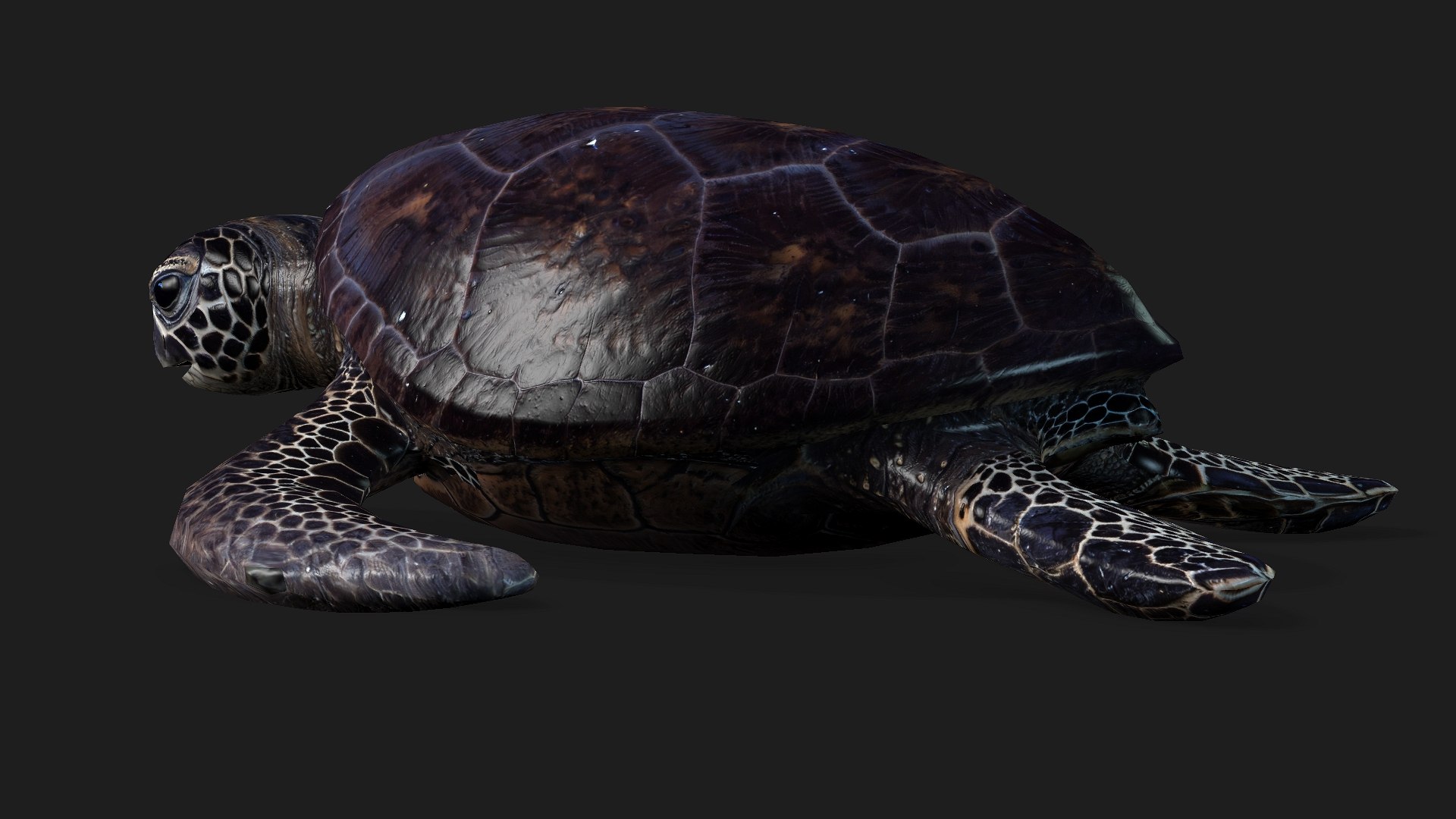 Turtle-A2 3D https://p.turbosquid.com/ts-thumb/A7/MbQxBf/Q0/preview3/jpg/1755318284/1920x1080/fit_q87/94d222c322f5963ba2aac0928dc047e5809b57ed/preview3.jpg