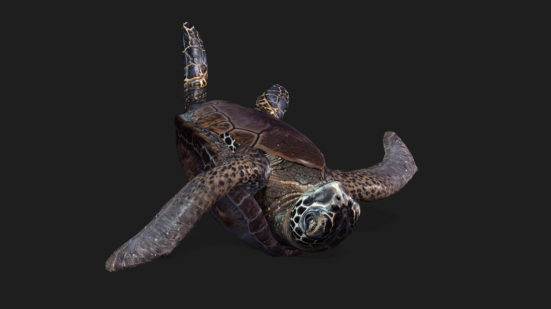 Turtle-A2 3D https://p.turbosquid.com/ts-thumb/A7/MbQxBf/RU/preview12/jpg/1755318290/1920x1080/fit_q87/efdd554b7ff33b1ac20e0e9eac3cc851739aee1a/preview12.jpg