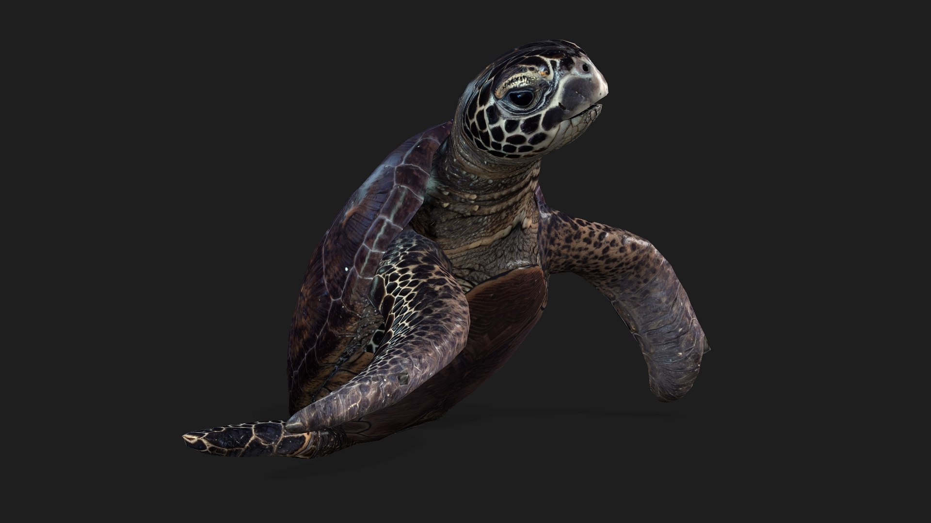 Turtle-A2 3D https://p.turbosquid.com/ts-thumb/A7/MbQxBf/Tz/preview8/jpg/1755318288/1920x1080/fit_q87/eae30fdb9d76a20a5489732b28a5ae85c62c8879/preview8.jpg