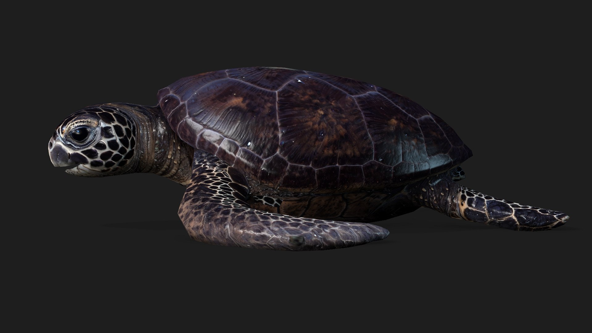 Turtle-A2 3D https://p.turbosquid.com/ts-thumb/A7/MbQxBf/Yg/preview2/jpg/1755318286/1920x1080/fit_q87/edb2768439ade99ecdbd137c51965773090d8500/preview2.jpg