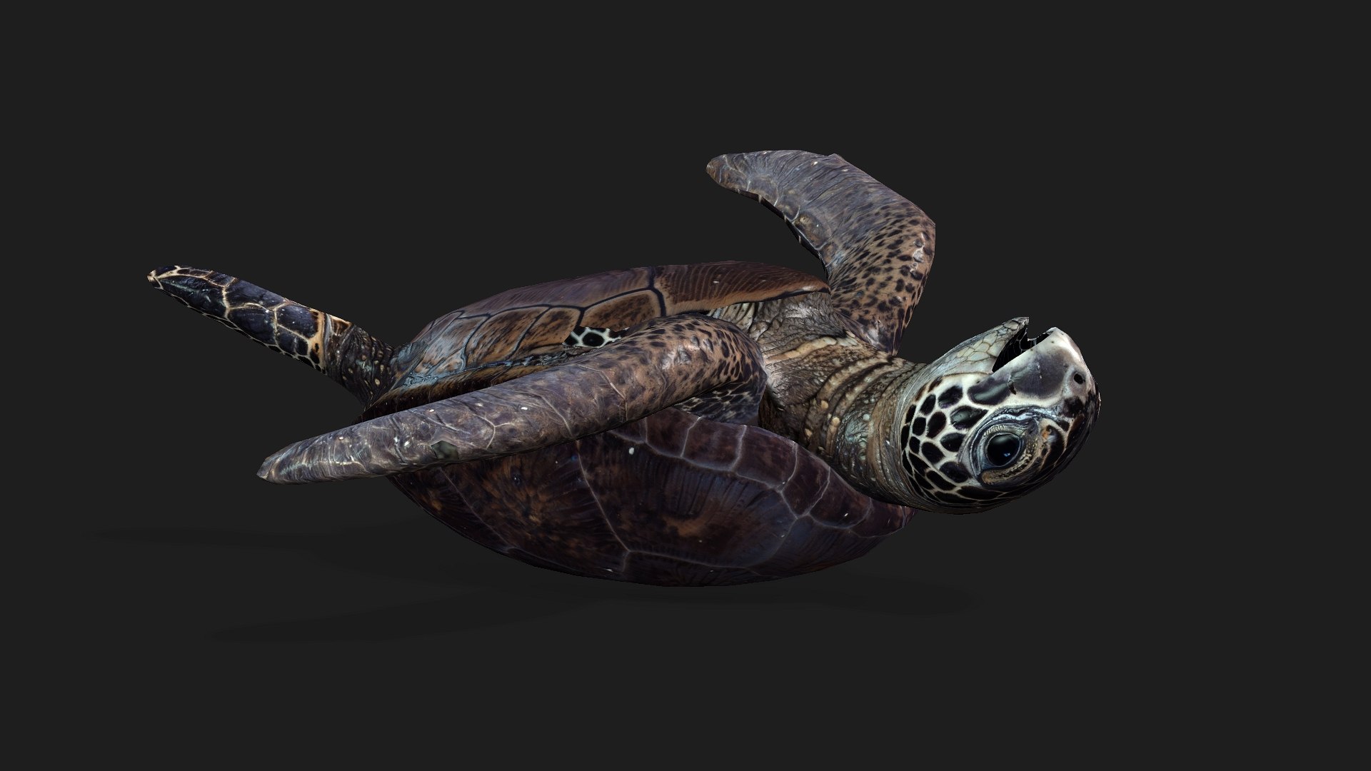 Turtle-A2 3D https://p.turbosquid.com/ts-thumb/A7/MbQxBf/cK/preview13/jpg/1755318291/1920x1080/fit_q87/2a712af8ee659183544492103799d973b10fc2c4/preview13.jpg